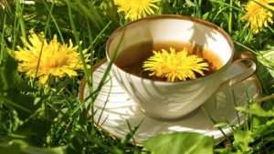 Dandelion tea benefits